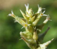 Froelichia humboldtiana