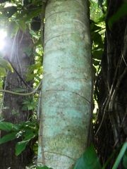 Gomphandra australiana