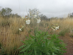 Nicotiana paa
