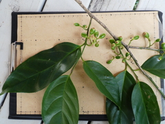 Gomphandra australiana