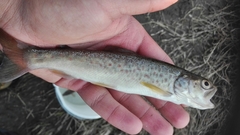 Salmo marmoratus