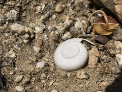 Cahuillus indioensis