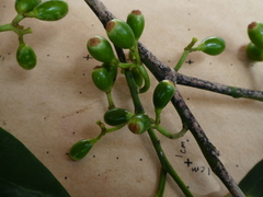 Gomphandra australiana