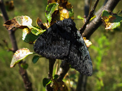 Catocala antinympha
