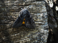 Catocala antinympha