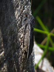 Catocala antinympha