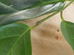 Gomphandra australiana