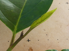 Gomphandra australiana