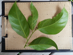 Gomphandra australiana