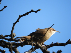 Tarphonomus certhioides