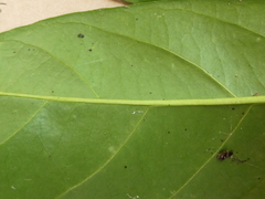 Gomphandra australiana