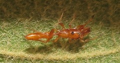 Myrmarachne ichneumon