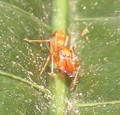 Myrmarachne ichneumon