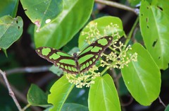 Philaethria wernickei