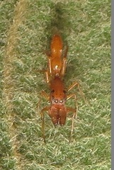 Myrmarachne ichneumon