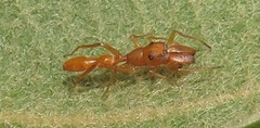 Myrmarachne ichneumon