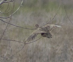 Nothoprocta cinerascens