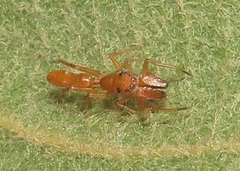 Myrmarachne ichneumon