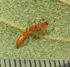 Myrmarachne ichneumon