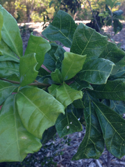 Cupaniopsis wadsworthii