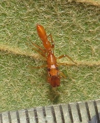 Myrmarachne ichneumon