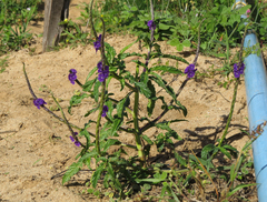 Stachytarpheta angustifolia