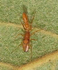 Myrmarachne ichneumon