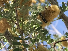 Dolichodynerus turgiceps