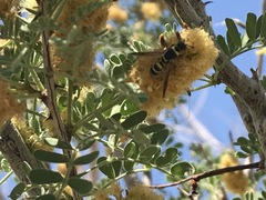 Dolichodynerus turgiceps