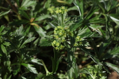 Alchemilla sericea