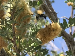 Dolichodynerus turgiceps