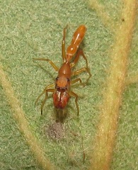 Myrmarachne ichneumon