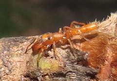 Myrmarachne ichneumon