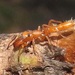 Slender Ant-mimicking Jumping Spider - Photo (c) magdastlucia, some rights reserved (CC BY-NC), uploaded by magdastlucia