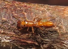 Myrmarachne ichneumon