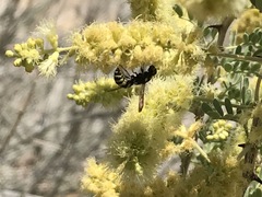 Dolichodynerus turgiceps
