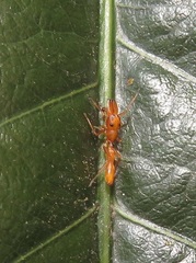 Myrmarachne ichneumon