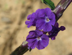Stachytarpheta angustifolia