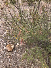 Vachellia vernicosa