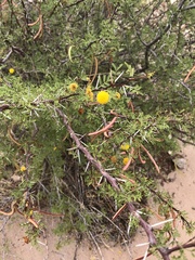 Vachellia vernicosa