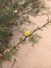 Vachellia vernicosa