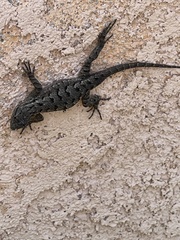 Sceloporus occidentalis