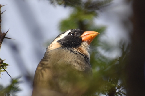Golden-billed Saltator (Saltator aurantiirostris), photo 9