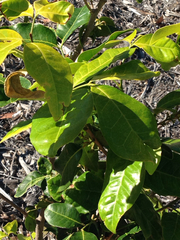 Glycosmis trifoliata