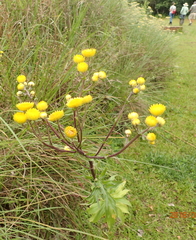 Helichrysum cooperi