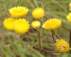 Helichrysum cooperi