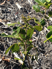 Glycosmis trifoliata