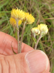 Helichrysum cooperi