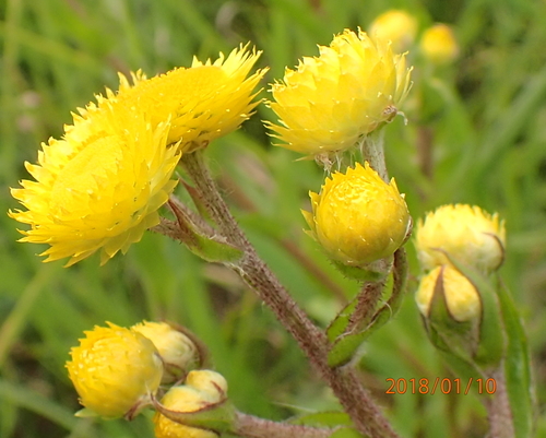 Image of Helichrysum cooperi by no rights reserved