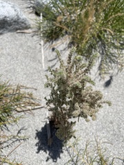 Johnstonella